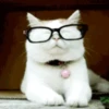 Gatos animados 2 3