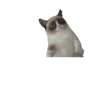 FUNNY memes (Without bg) 13
