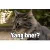 Kucing 16