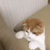 Meoww 10