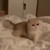 Animalitos Reacciones MOV 22