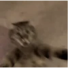 GATOS CURA DEPRESIÓN🙀💕Animados 12