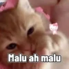 Kucing 8
