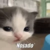 Animados Random 11