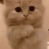 FUNNY ANIMALS 12