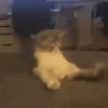 Cada vez mais gatinhos animados 5