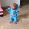 Monos_random_2 6