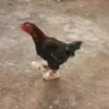 🎵 TIKTOKeando 3🎵 13