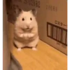 Kucing gemezz 14