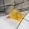 Animalitos Reacciones MOV 23