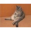 Kucing gemezz 15
