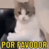 Explosão de fofura 💕 6