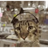 Cada vez mais gatinhos animados 18
