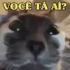 GATOS SENDO GATOS 😸 14