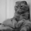 Gato triste y enojado 😎 8