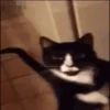 Gatos 15