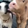 Dogs. | @ocenferios  Haki. 8