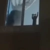 Gatito  13