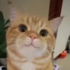 Gatito  12