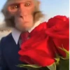 Monos animados  9