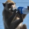 Más Monkys 🐵🐵🐵🐵 9