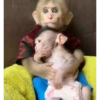 Mas monkey 5