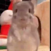 Animais engraçados  10