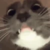 Gatos divertidos  8