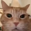 Gatinhos | Cats 🐱 12
