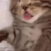 Gatos divertidos  6