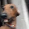 Memes de Cachorro engraçado 30