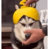 FoFuSpEtS 27