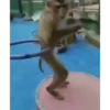 Macaquinhos fofos 🥰 6