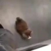 Gatinhos | Cats 🐱 6