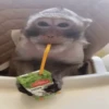 🐵 Monos Monitos Virales 🔥 10