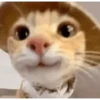 Gatos Curiosos 2😼👁️‍🗨️  14