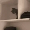 Gato 18