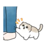 Meme Kucing Bucin Couple Cat 16