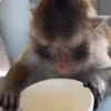 Monkys 🐒 9