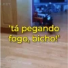 Doguinhos Fofos 🐾 10