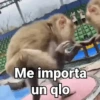 Monos con Frases 3🐒 19