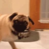 Memes de Cachorro engraçado 20