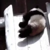 Pandas Fofinhos 🐼 25