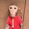 Changos muy Monos 🐒🐵🐒 4
