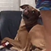 Cachorro caramelo 7