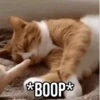 GIFs Pets Fofos Memes 2 🐾 29
