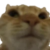 Gatos para el chat 🐱🤣 19