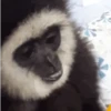 Macaquinhos 🐒 25