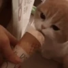 Gatitos 🐈🐈‍⬛ 9