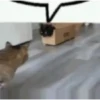 Gatos Curiosos 3😼👁️‍🗨️  17